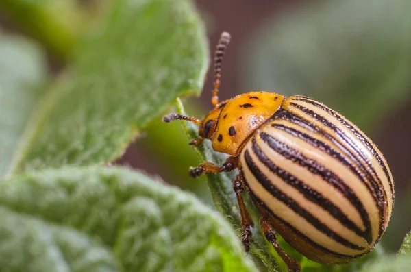 Colorado potato beetle eats potato leaves, close-up — Stock Photo, Image