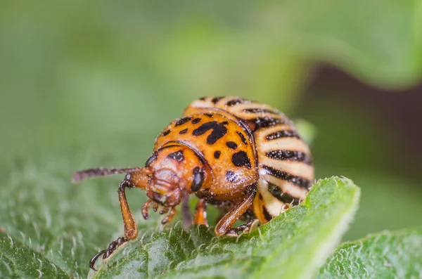 Colorado potato beetle eats potato leaves, close-up — Stock Photo, Image