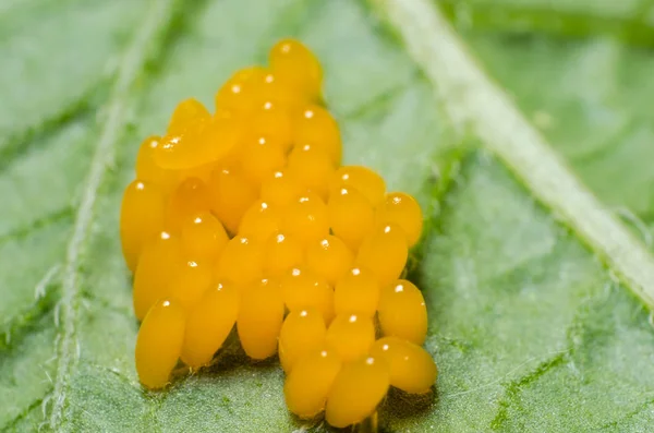 Huevos amarillos de un escarabajo de Colorado de cerca — Foto de Stock