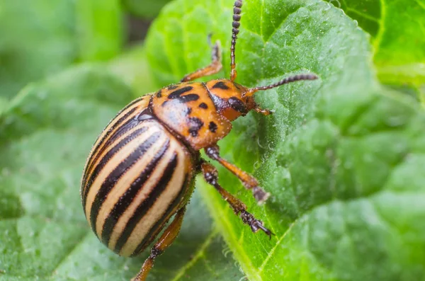Patates yaprakları, yakın çekim Colorado Patates böceği yiyor