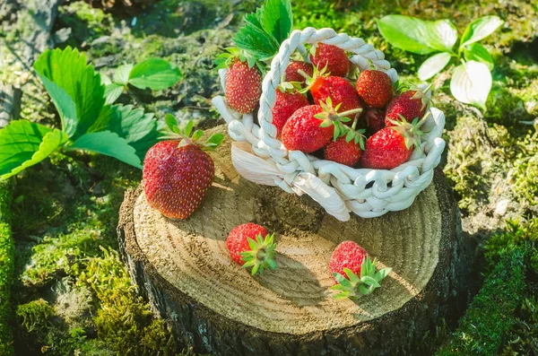 Ripe strawberries in a basket on a stump in a sunny garden — Stock Photo, Image