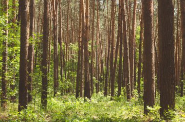 Baharda güzel yeşil orman