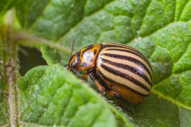 Patates yaprakları, yakın çekim Colorado Patates böceği yiyor