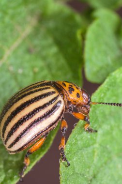 Patates yaprakları, yakın çekim Colorado Patates böceği yiyor