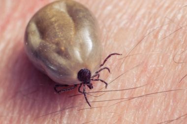 Kene kan insan derisi üzerinde oturma dolu