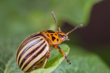 Patates yaprakları, yakın çekim Colorado Patates böceği yiyor