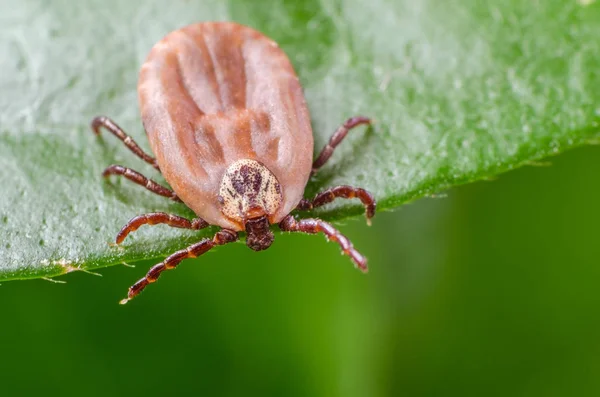 Kene bir yeşil yaprak üzerinde oturuyor