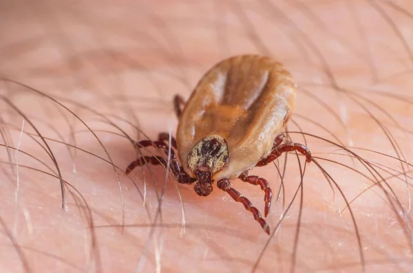 Mite crawls on human skin