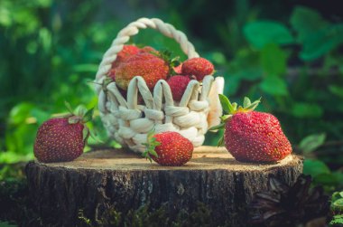 Güneşli bir bahçede bir güdük üzerinde bir sepet içinde olgun çilek