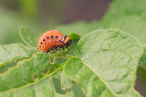 Larva vermelha do besouro de batata de Colorado come folhas de batata — Fotografia de Stock