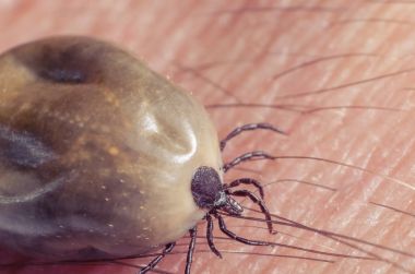 Kene kan insan derisi üzerinde oturma dolu