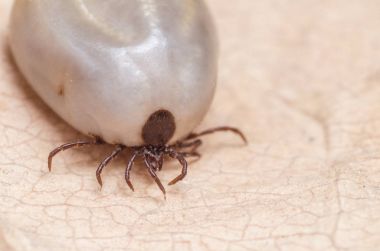 Kene kan insan derisi üzerinde oturma dolu