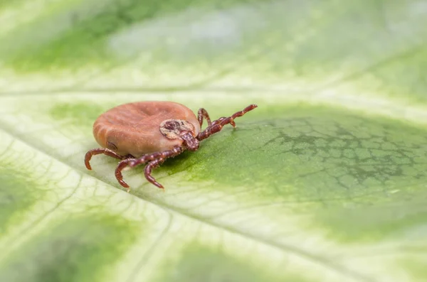 La garrapata está sentada sobre una hoja verde — Foto de Stock