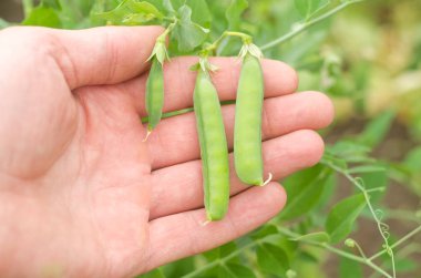 Bakla bahçede el genç bezelye