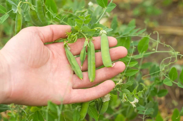 庭の手の若いエンドウ豆のさや — ストック写真