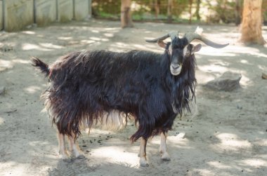 Siyah kıllı boynuzlu keçi hayvanat bahçesinde
