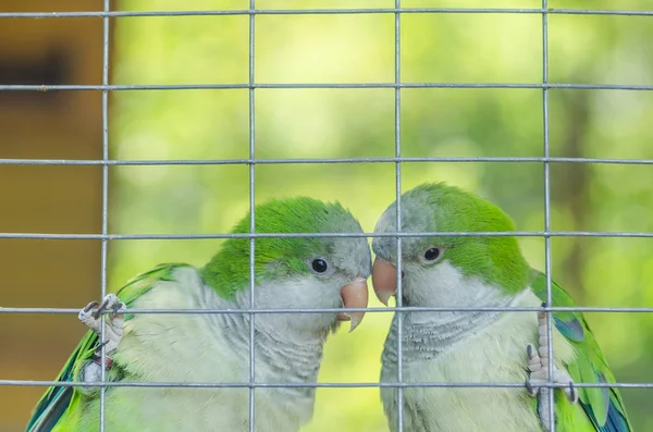 Par av gröna papegojor i en bur på zoo — Stockfoto