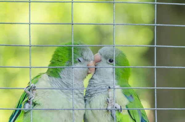 Par av gröna papegojor i en bur på zoo — Stockfoto