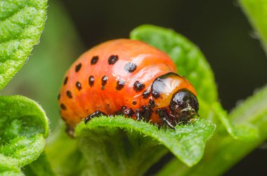 Colorado Patates böceği kırmızı larva patates yaprakları yiyor