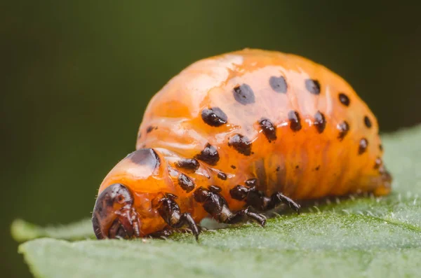 Red larva of the Colorado potato beetle eats potato leaves — Stock Photo, Image