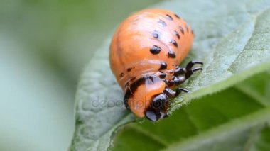 Colorado Patates böceği kırmızı larva patates yaprakları yiyor