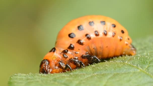 La larva rossa del coleottero della patata Colorado mangia foglie di patata — Video Stock