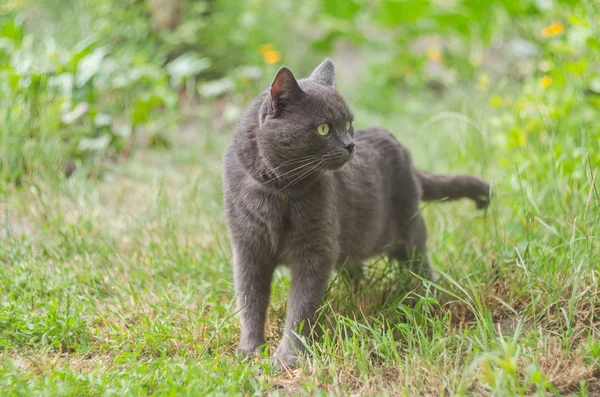 Retrato de un gato gris en la hierba — Foto de Stock