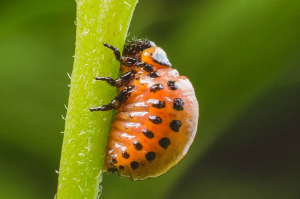 Larva vermelha do besouro de batata de Colorado come folhas de batata — Fotografia de Stock