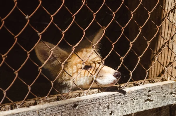 Νέοι αλεπού σε ένα κλουβί — Φωτογραφία Αρχείου