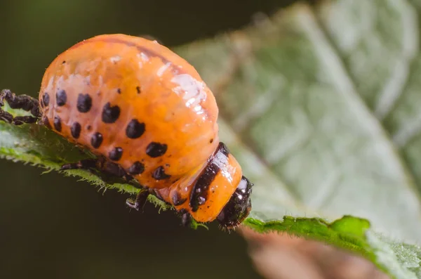 Red larva of the Colorado potato beetle eats potato leaves — Stock Photo, Image