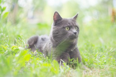 Gri kedi çim portresi