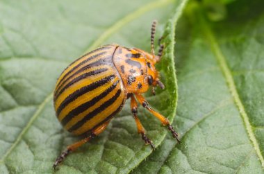 Colorado böceği patates yaprakları üzerinde tarar
