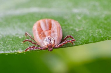 Kene bir yeşil yaprak üzerinde oturuyor