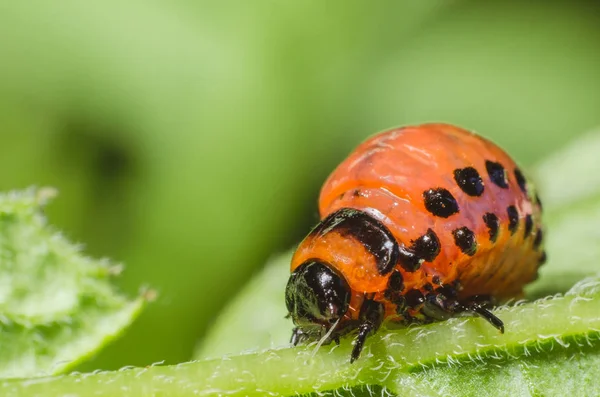 Rode larve van de Coloradokever eet aardappel bladeren — Stockfoto