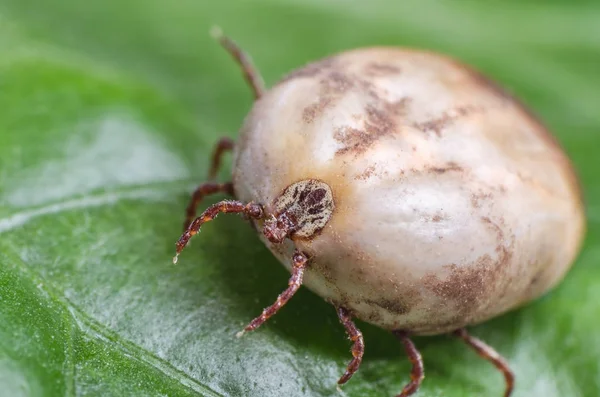 Filled with blood the tick sits on a green leaf — Stock Photo, Image