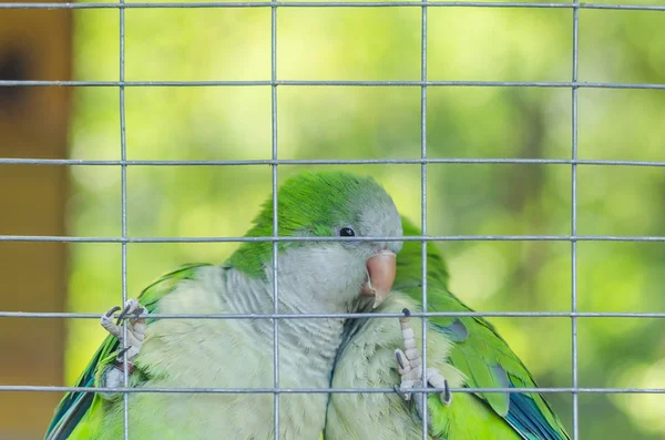 Coppia di pappagalli verdi in una gabbia — Foto Stock