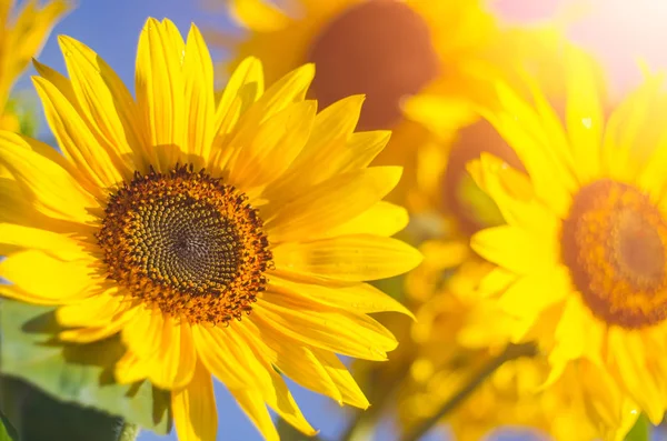 Sunflower flowers in the sunlight