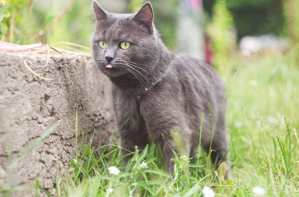 Gray cat in the grass stuck out his tongue — Stock Photo, Image