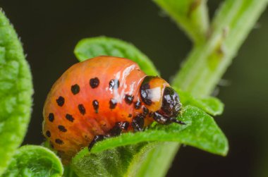 Colorado Patates böceği kırmızı larva patates yaprakları yiyor