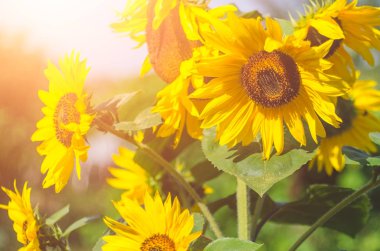 Ayçiçeği çiçekler güneş ışığı altında