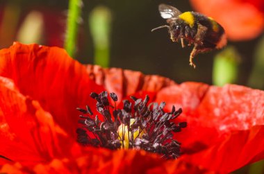 Arı polen toplamak için Kırmızı gelincik çiçeği için uçar