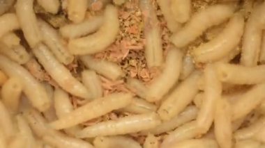 Talaş, bir et sineği larva yakın çekim