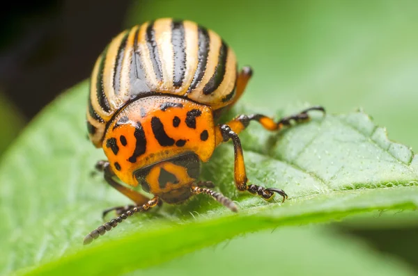 Colorado potato beetle eats potato leaves, close-up — Stock Photo, Image