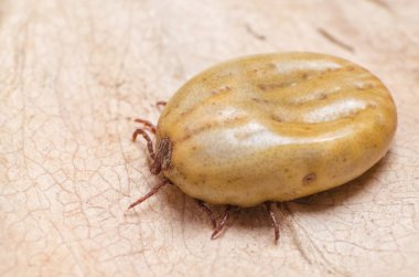 Bir kuru yaprak üzerinde oturan kan dolu kene