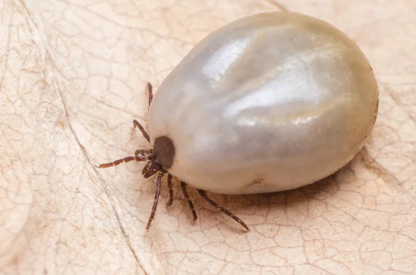 Zecke mit Blut auf trockenem Blatt sitzend — Stockfoto