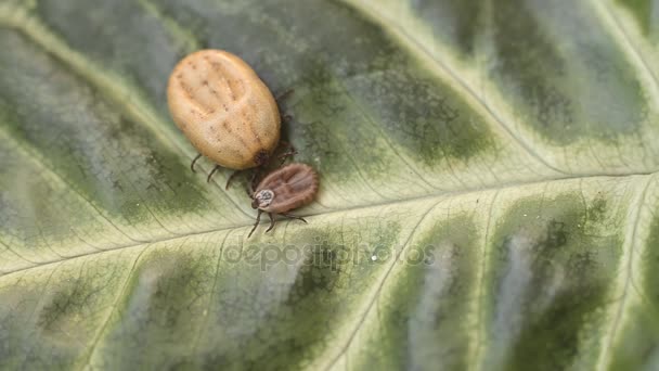 Una garrapata llena de sangre arrastrándose sobre una hoja verde — Vídeos de Stock