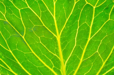 Yeşil yaprak lahana arka plan dokusu