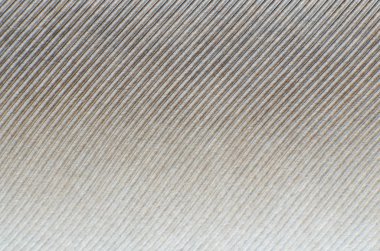 Güvercin tüyü yakın çekim arka plan dokusu