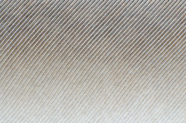 Güvercin tüyü yakın çekim arka plan dokusu