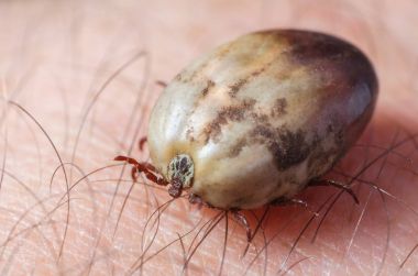 Kene kan insan derisi üzerinde oturma dolu